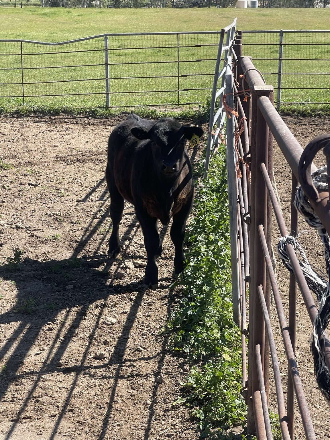 West Coast Cattle Angus