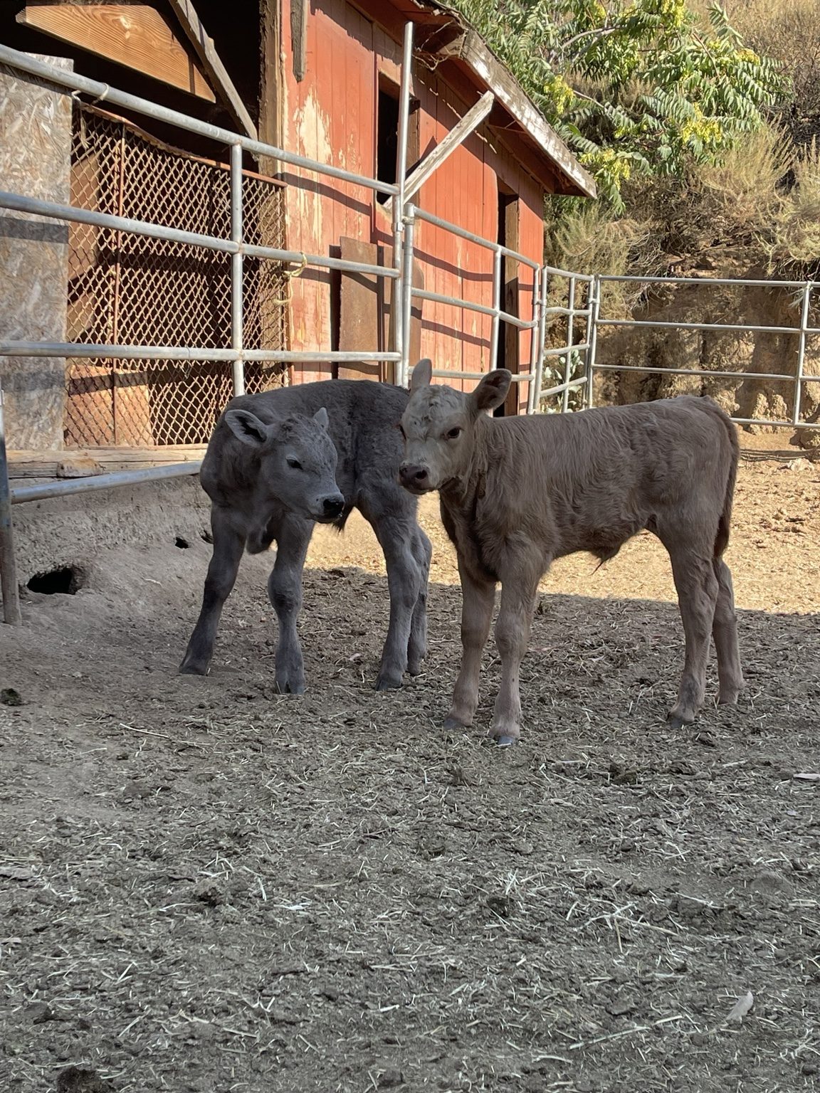 Young calves