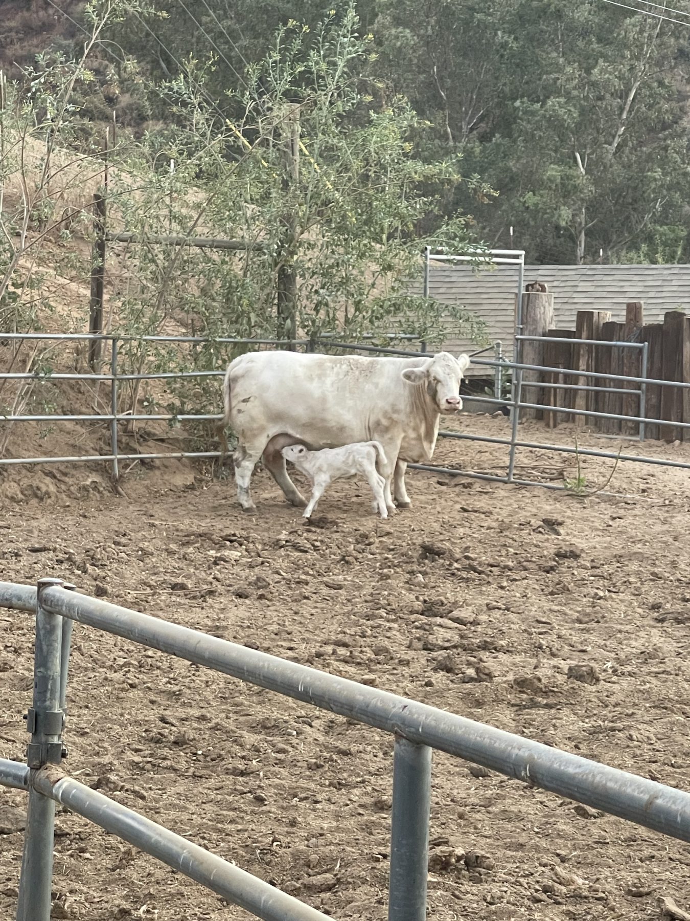 West Coast Cattle Charolais cow and calf