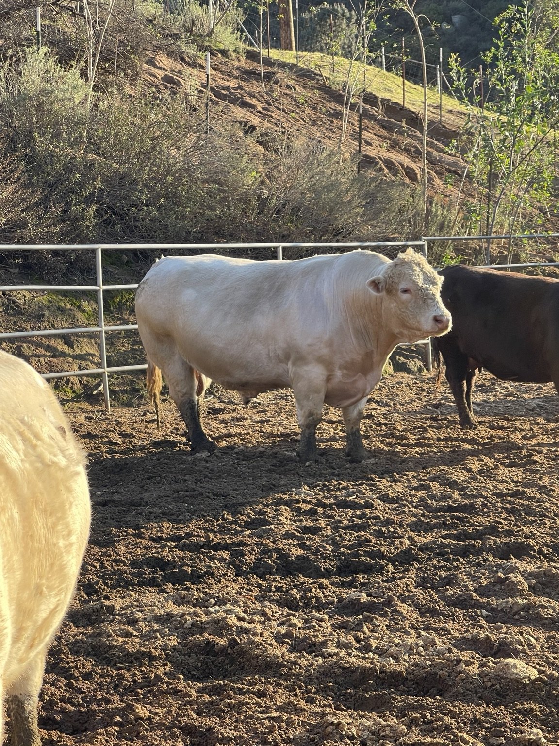 Charolais bull at West Coast Cattle