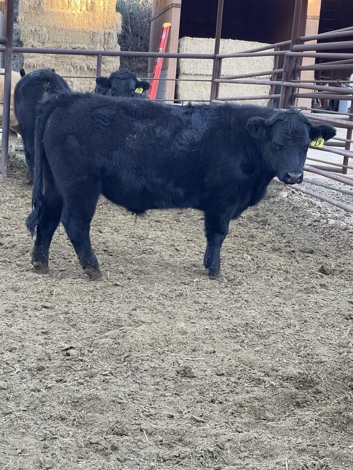Mixed cattle